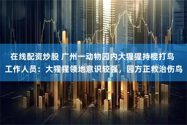 在线配资炒股 广州一动物园内大猩猩持棍打鸟 工作人员：大猩猩领地意识较强，园方正救治伤鸟